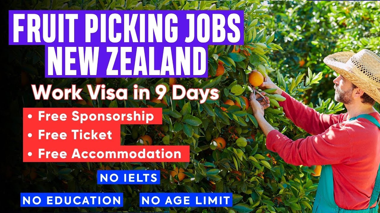 Fruit Picking Job in New Zealand - Zespri Careers