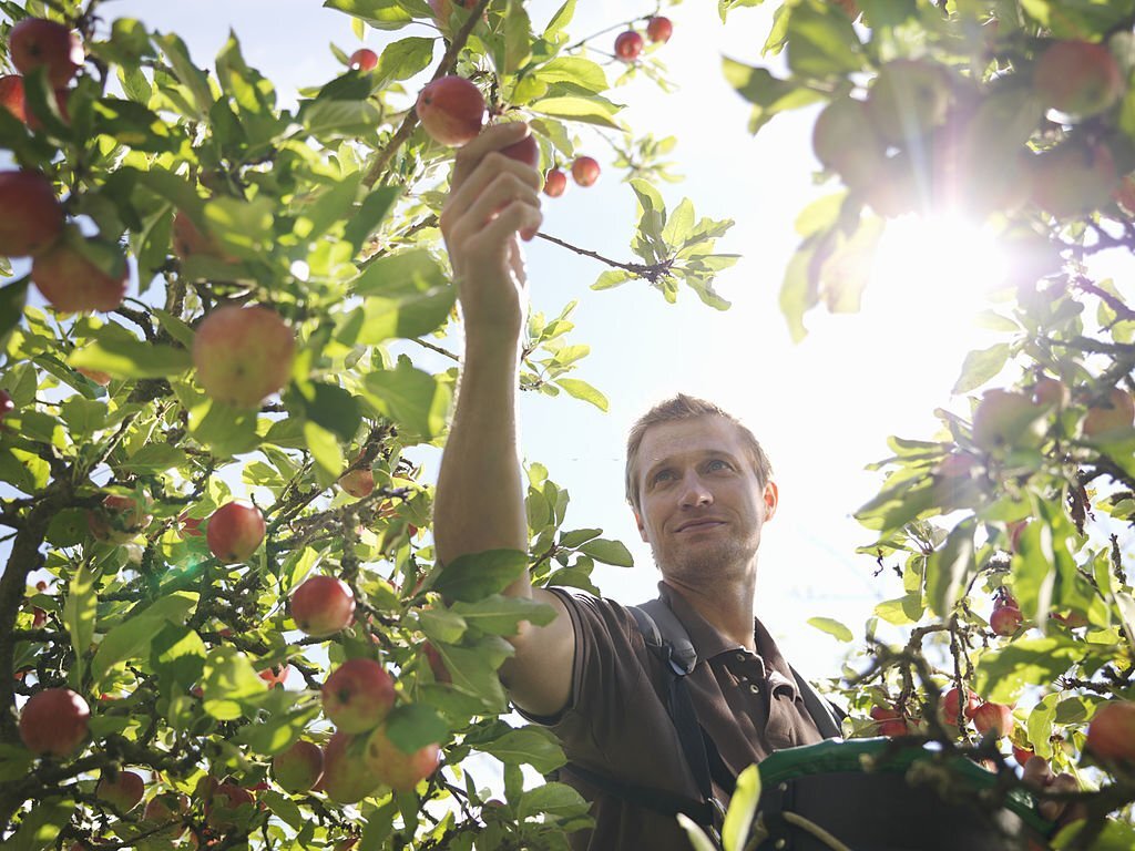 Fruit picker working on orchard farm in Kelowna Canada