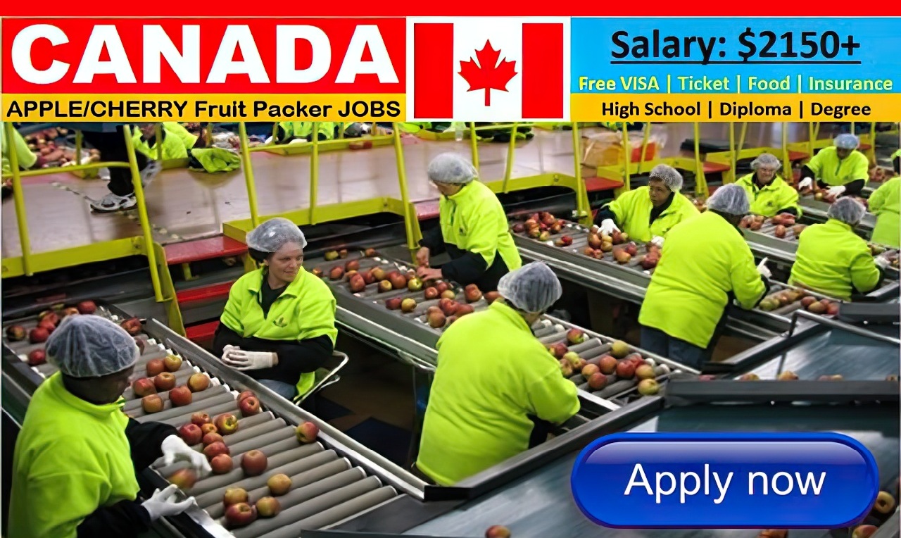 Apple Cherry Fruit Packer Jobs in Canada with Free Visa and Ticket