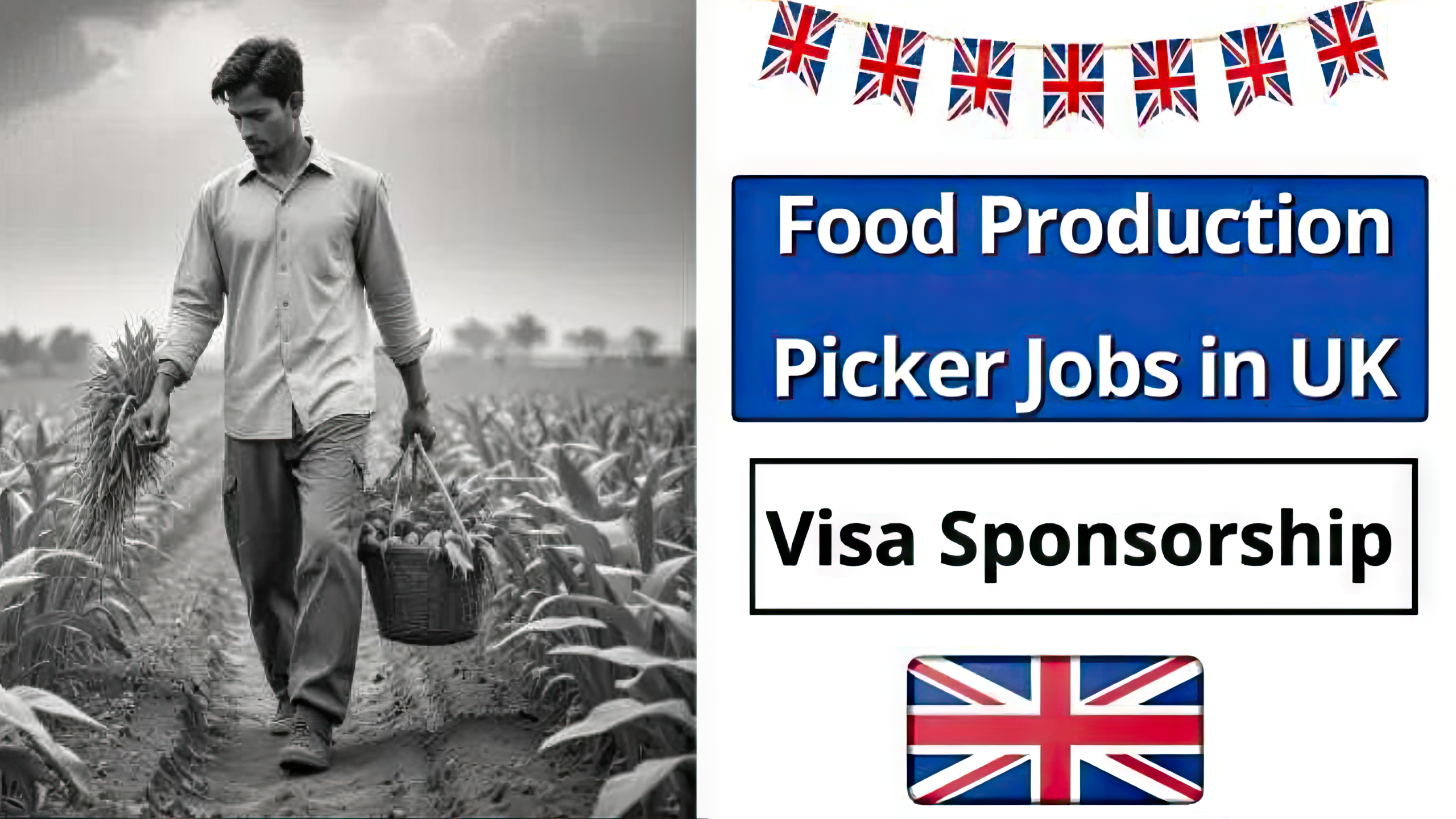 Food Production Picker Jobs in UK with Free Visa Sponsorship