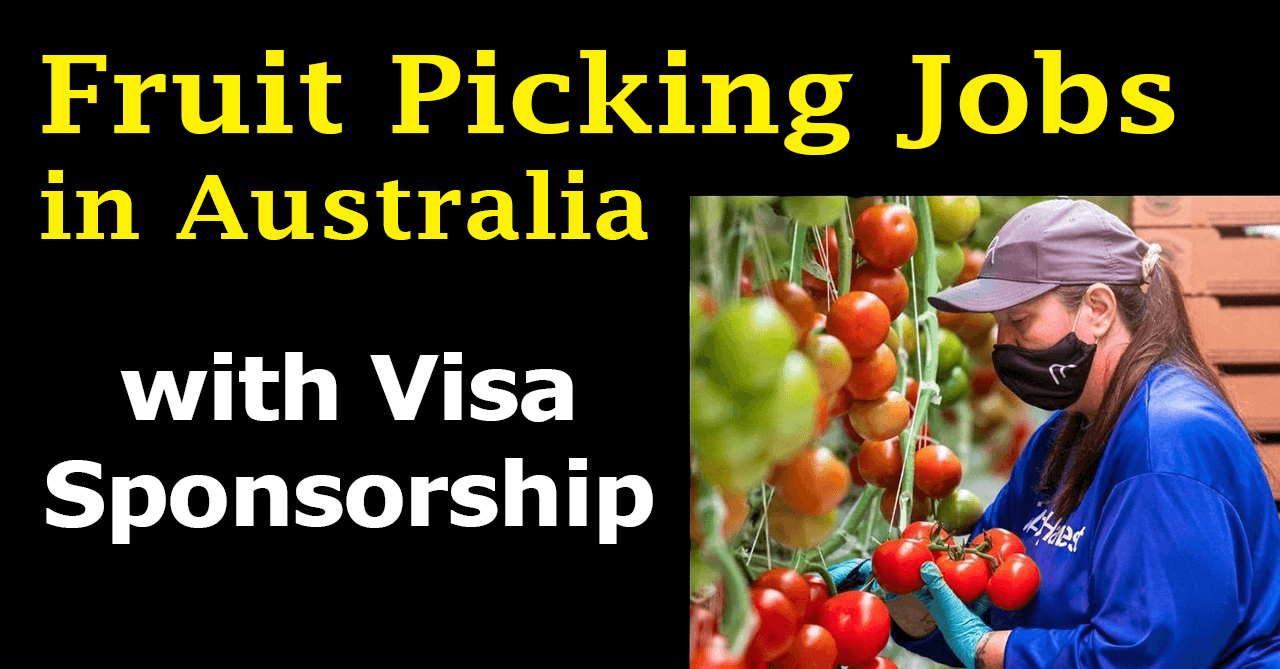 Fruit Picking Jobs in Australia with Visa Sponsorship for Overseas Workers