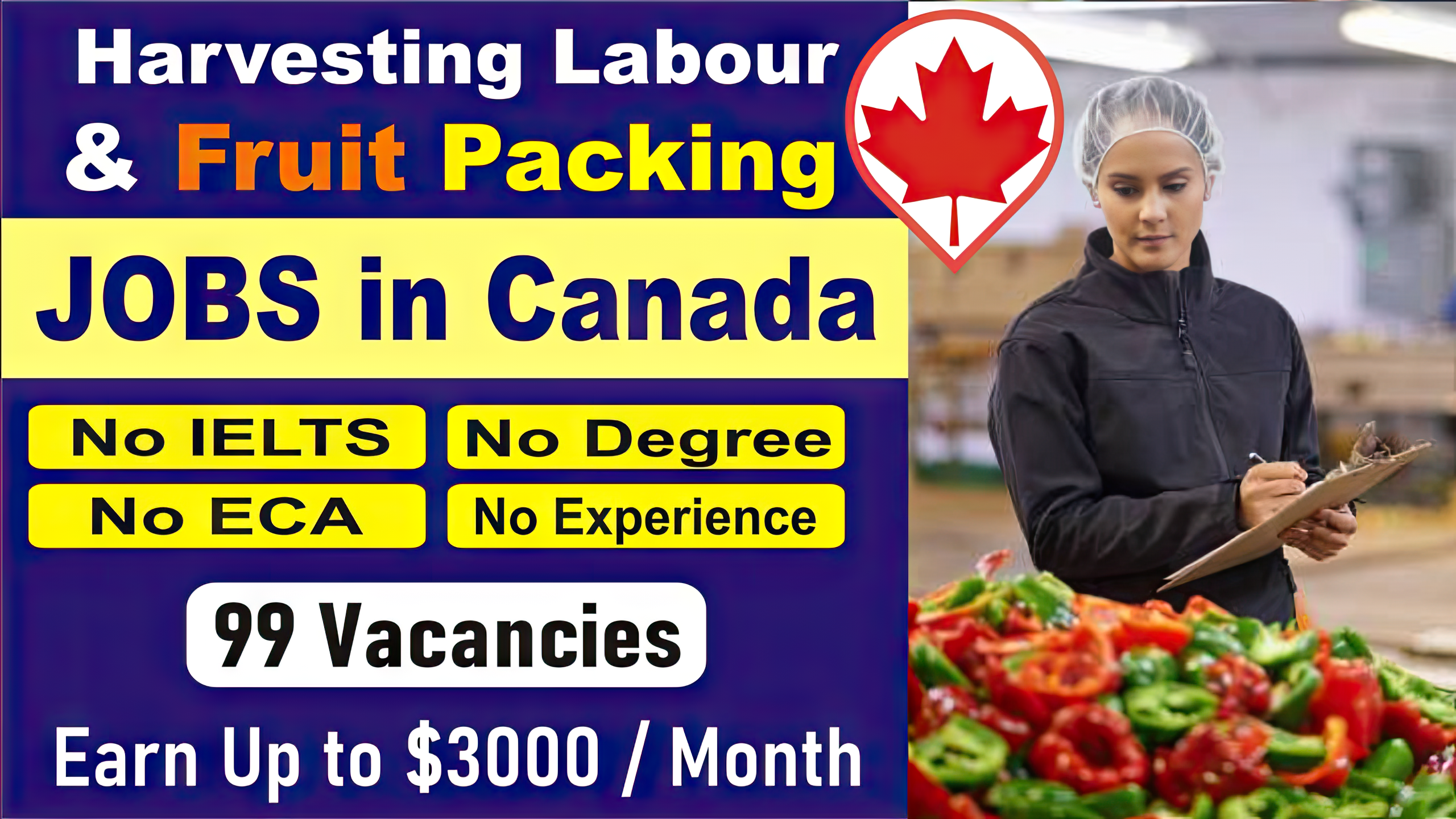 Harvesting Labour & Fruit Packing Jobs in Canada no IELTS, Degree, ECA